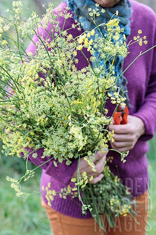 Woman_cutting_perennial_fennel_stalks_in_autumn