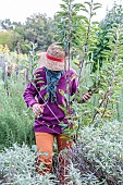 Woman performing structural pruning on a young apple tree. 1: Shorten the slanting branches.