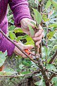 Woman performing structural pruning on a young apple tree. 2: Remove double arrows.