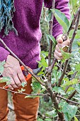 Woman performing structural pruning on a young apple tree. 2: Remove double arrows.