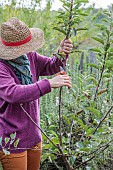 Woman performing structural pruning on a young apple tree. 3: Shorten the spire and other stems to obtain a harmonious shape.