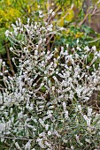 Aloysia gratissima plant in flower, in France, in October. This Mexican verbena is a melliferous plant and is appreciated by foraging insects.