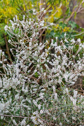Aloysia_gratissima_plant_in_flower_in_France_in_October_This_Mexican_verbena_is_a_melliferous_plant_