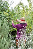 Woman pruning a Lemon beebrush (Aloysia triphylla) in late summer.
