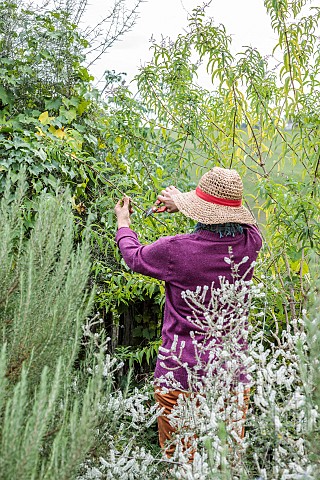 Woman_pruning_a_Lemon_beebrush_Aloysia_triphylla_in_late_summer