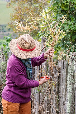 Woman_cleaning_the_remains_of_a_perennial_sweet_pea_Lathyrus_latifolius