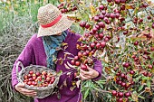 Woman picking ornamental apples for processing.