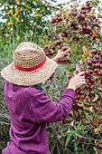 Woman removing the woody shoots from an ornamental apple tree covered in fruit, in autumn.