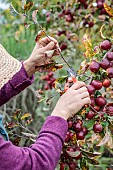 Woman removing the woody shoots from an ornamental apple tree covered in fruit, in autumn.