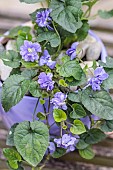 Portrait of the double-flowered violet Duchesse de Parme, one of the varieties formerly grown in Toulouse (violette de Toulouse).