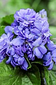 Portrait of the double-flowered violet Duchesse de Parme, one of the varieties formerly grown in Toulouse (violette de Toulouse).