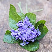 Portrait of the double-flowered violet Duchesse de Parme, one of the varieties formerly grown in Toulouse (violette de Toulouse).