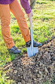 Planting a conifer hedge. Step 1: prepare the planting trench.