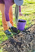 Planting a conifer hedge. Step 2: spreading a composted amendment to enrich the soil.