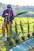 Planting a conifer hedge. Planting an Italian cypress Stricta.