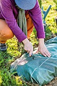 Planting a conifer hedge. Step 4: Cutting the mulch cloth crosswise with a cutter.