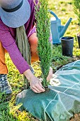 Planting a conifer hedge. Step 5: planting an Italian cypress Stricta.
