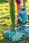 Planting a conifer hedge. Step 6: watering a freshly planted Italian cypress Stricta on mulch cloth.