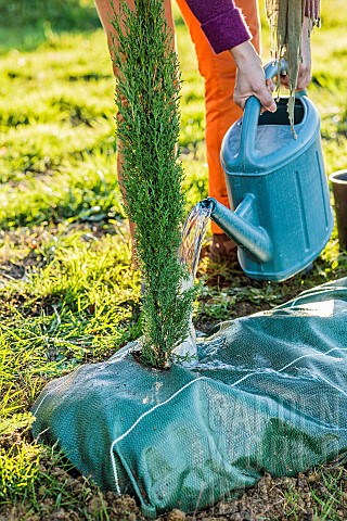 Planting_a_conifer_hedge_Step_6_watering_a_freshly_planted_Italian_cypress_Stricta_on_mulch_cloth
