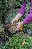 Planting a clump of lily of the valley in autumn.
