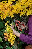 Thinning of the lower part of the branches of a Japanese maple in the autumn. This type of cutting is also called lifting size pruning.