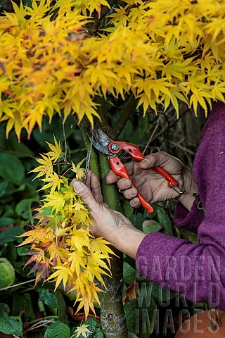 Thinning_of_the_lower_part_of_the_branches_of_a_Japanese_maple_in_the_autumn_This_type_of_cutting_is