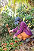 Woman cleaning Chinese lantern stalks in autumn.