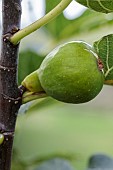 Portrait of the Malcolms Giant fig fruit