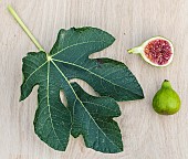Leaf and fruit of the Malcolms Giant fig