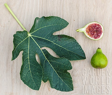 Leaf_and_fruit_of_the_Malcolms_Giant_fig