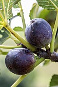 Portrait of the Ronde de Bordeaux fig fruit