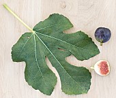 Leaf and fruit of the Ronde de Bordeaux fig