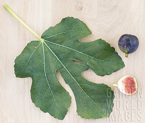Leaf_and_fruit_of_the_Ronde_de_Bordeaux_fig