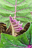 Detail of Naranjilla (Solanum quitoense) foliage