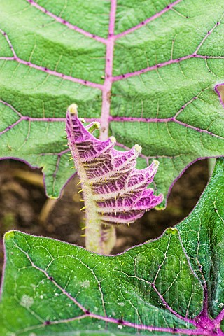 Detail_of_Naranjilla_Solanum_quitoense_foliage