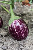 Fruit portrait of the egg plant Listada de Gandia, a rare old variety