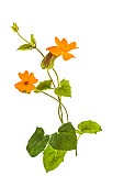 Flowering stems of Orange Clock Vine (Thunbergia gregorii) in studio.