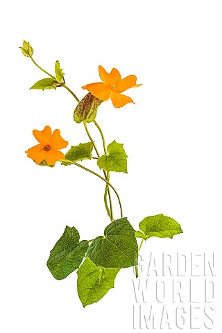 Flowering_stems_of_Orange_Clock_Vine_Thunbergia_gregorii_in_studio