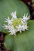 Flowers of Massonia depressa, a South African bulb pollinated by gerbils and other rodents