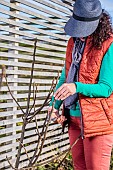 Woman pruning a fig tree in winter: reduction of side shoots (pruning to reduce clutter)