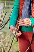 Woman pruning a fig tree in winter. Suppression of the central axis to obtain a more spread out subject.