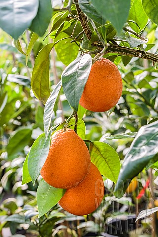 Portrait_of_the_Tangelo_Minneola_a_citrus_fruit_with_elongated_fruits_used_like_the_orange