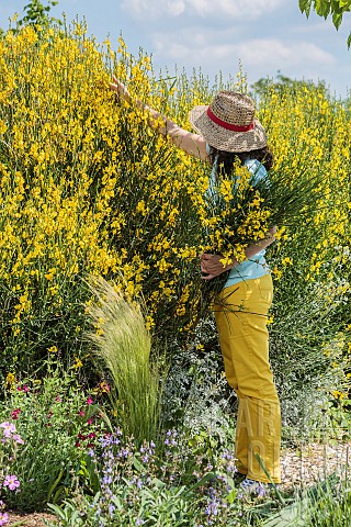 Woman_pruning_a_Spanish_broom_hedge_in_May