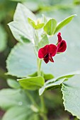 Asparagus-pea (Lotus tetragonolobus) flower