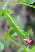 Asparagus-pea (Lotus tetragonolobus) pod