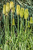 Portrait of Kniphofia Green Jade, in flower