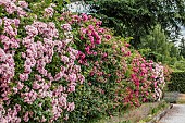 Rose hedge: the alignment is composed of pruned and sarmentary varieties.