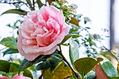 Japanese Camellia (Camellia japonica) Elsie Ruth Marshall (USA) 1962