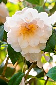 Japanese Camellia (Camellia japonica) Julia France (USA) 1957