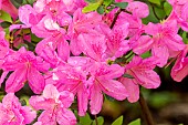 Japanese Azalea (Azalea japonica) Gilbert Mullie